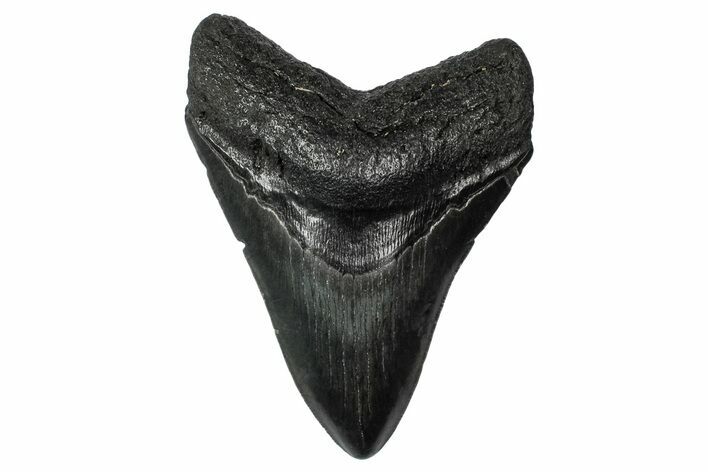 Fossil Megalodon Tooth - South Carolina #340211